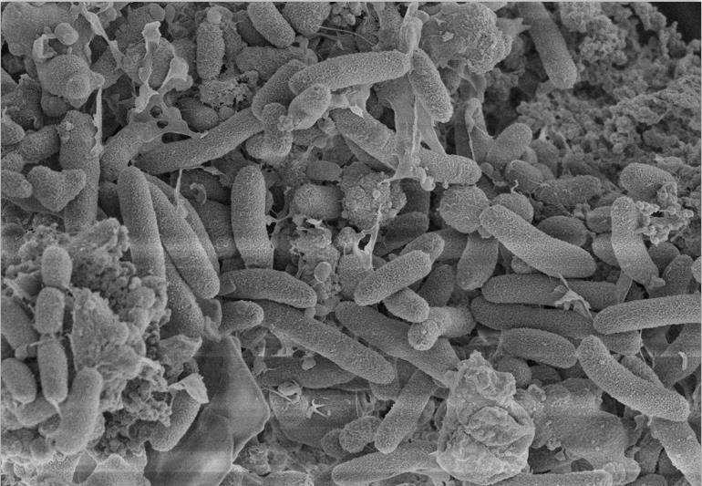 扫描电镜技术服务