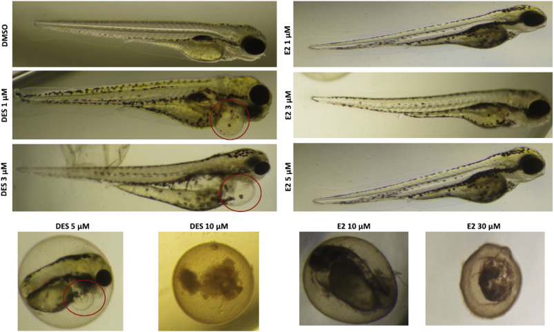 斑马鱼胚胎毒理学研究