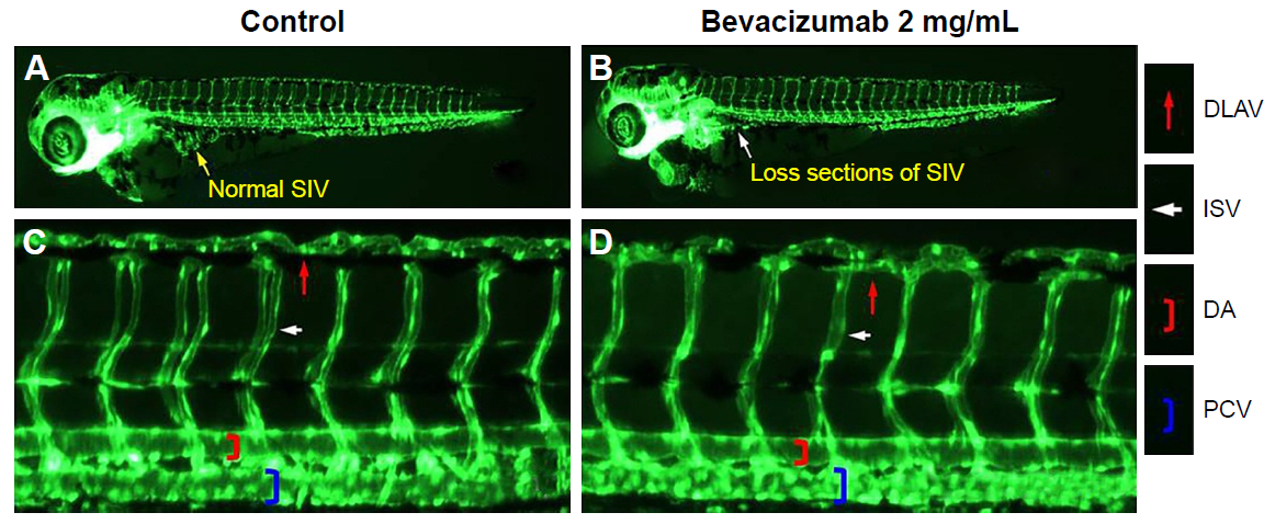 斑马鱼活性氧(ROS)染色技术服务